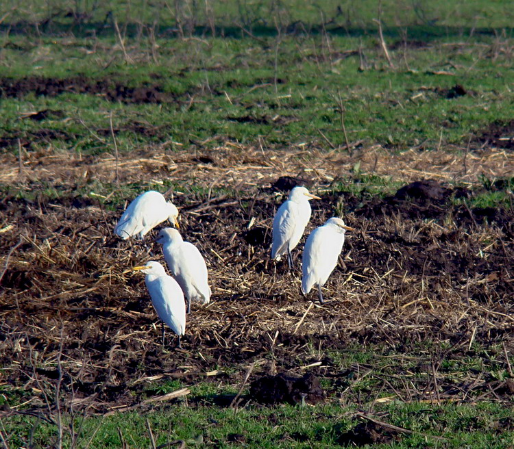 Primo vero incontro con gli Ardeidi